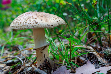 Poisonous mushrooms growing in a coniferous forest. Colorful toadstools in the grass.