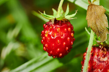 close up of strawberry