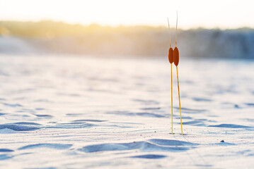 Two bulrush plants with two heads in the sand at sunset. Togetherness concept.