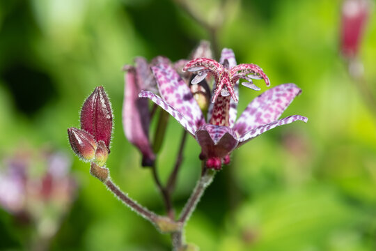 Close up of a toad lily (tricyrtis formosana) flower in bloom