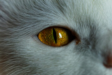 yellow eye of a white cat
