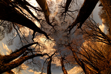 the trunks and branches of trees against the sky fisheye view from below