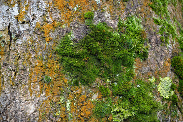 green moss grows on the bark of an old tree close by . the texture of the tree bark
