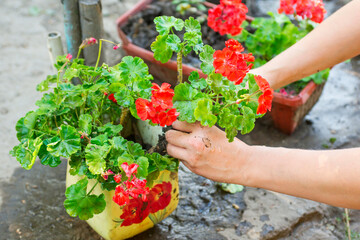 Woman is planting flowers in the flowerpot. Gardener woman planting flowers