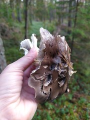 mushroom in the forest in the hand