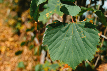 Ladybug on an autumn grape leaf.