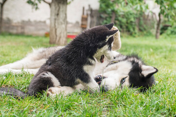 An adorable husky, and a cute puppy husky, having a great time in the yard. Two husky dogs are playing together outdoors