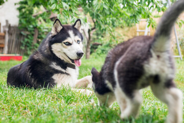 An adorable husky, and a cute puppy husky, having a great time in the yard. Two husky dogs are playing together outdoors