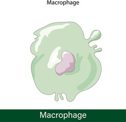 Vector Macrophage.  innate immune system cells. Phagocytic cell and phagocytosis. structure of macrophage Graphic.