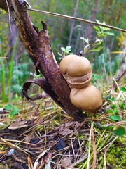 mushroom on a tree