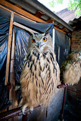 Close-up owl looks at you