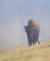 Bison in the fall
