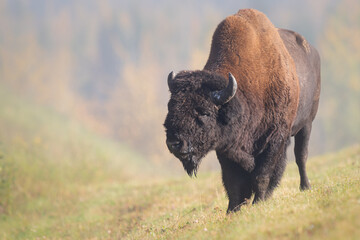 Bison in the fall - 382708093