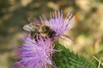 Bee on purple thistle flower in the meadow, closeup