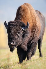 Fototapeta premium Bison in the fall