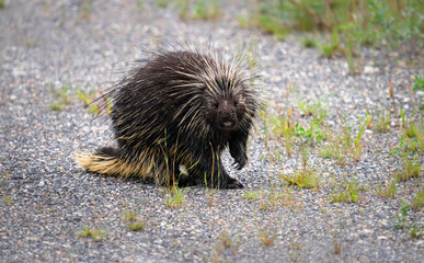Porcupine