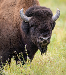 Fototapeta premium Bison in the fall