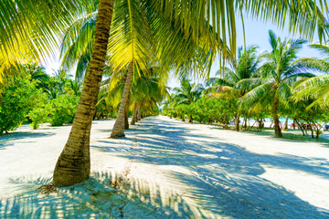 Beautiful Tropical Landscape, Paradise Sunny Beach with Palm Trees