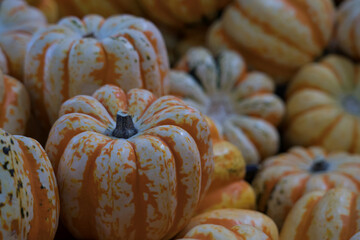 Colorful Full Frame Gourds for Autumn