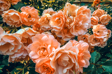 Pink apricot orange blooming gentle roses flowers in sun light in garden close up  as floral botanical illustration of spring or summer season time