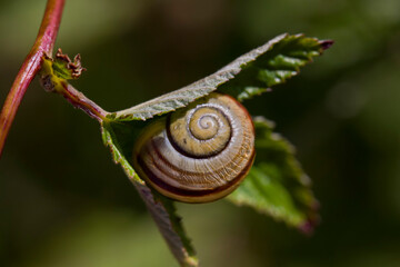 Snail Shell