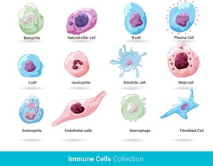 Fototapeta 
Cells of the Immune system. List of immune cells- dendritic, Mast, Neutrophil, Macrophage, Cell, Phagocytosis, Natural Killer, B, T, Eosinophil, Basophil, Endothelial, and Fibroblast. Body defense me obraz