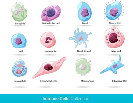 
Cells of the Immune system. List of immune cells- dendritic, Mast, Neutrophil, Macrophage, Cell, Phagocytosis, Natural Killer, B, T, Eosinophil, Basophil, Endothelial, and Fibroblast. Body defense me