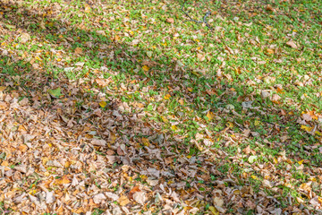 Obraz premium Bright fallen leaves of golden color on the autumn ground
