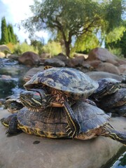 Fototapeta premium turtle on the rocks