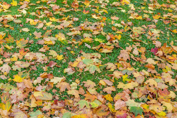 Bright fallen leaves of golden color on the autumn ground