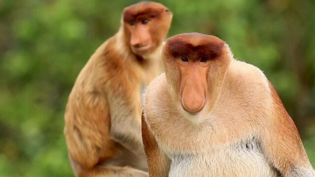 A surprised and stunned looking Proboscis Monkey (Nasalis larvatus) it its native habitat on the island of Borneo.