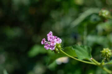 pink flowers in the garden