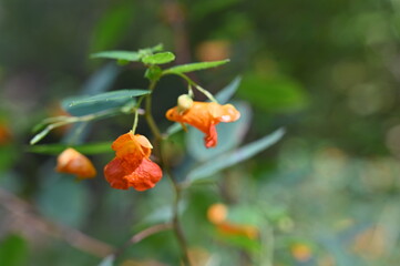 wild rose hips