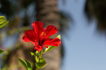 Fototapeta na wymiar red hibiscus flower in the garden