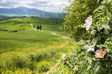 
flowers in the fields of Val d'Orcia, Tuscany