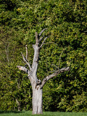 Fototapeta na wymiar Abgestorbener Baum