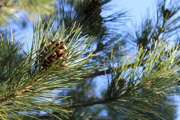 pine tree limbs closeup detail view, showing great detail and texture of pine needles and pine cones
