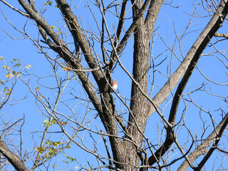 Eastern Bluebird Bird Isolated in Bare Autumn Tree with a Few Yellow Fall Leaves with Clear Blue Sky Background