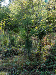Aufforstung durch Neuanpflanzung im Mischwald