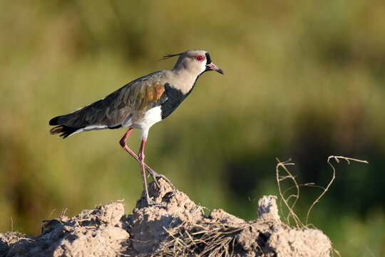 Southern lapwing (Vanellus chilensis)- Ibera wetlands Argentina