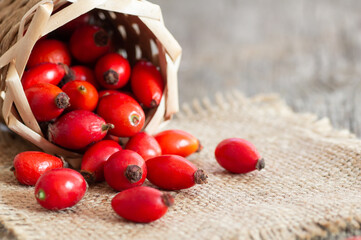 Fresh ripe rose hips in basket on burlap sack, raw briar berries or dog rose fruits with seed, healthy food concept ( rosa canina )