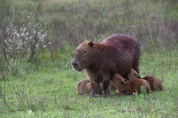 The capybara (Hydrochoerus hydrochaeris)  feeding cubs - Ibera wetlands Argentina