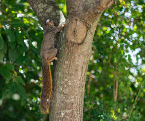 A squirrel running up a tree in a public park
