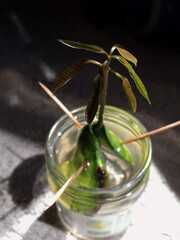 growing mango seed