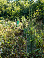 Aufforstung durch Neuanpflanzung im Mischwald