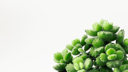 Primer plano frontal sobre un fondo blanco e iluminado de pequeñas hojas de Cotyledon tomentos...