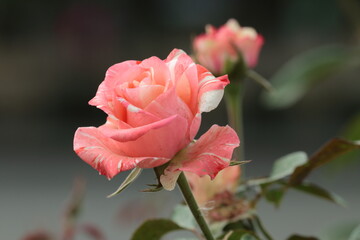 pink rose