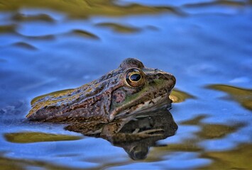 frog in pond