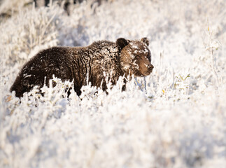 Grizzly bear in the snow - 382716040