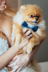 Spitz dog with a blue bow tie sits in the arms of the bride in a wedding dress